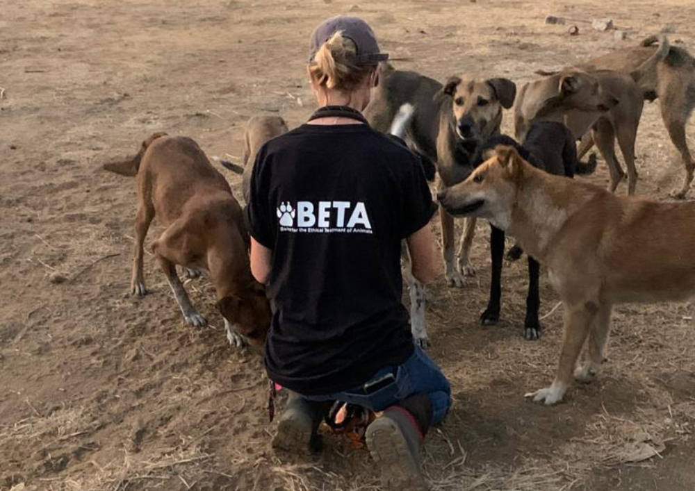 Rescue worker feeding stray dogs in Beirut