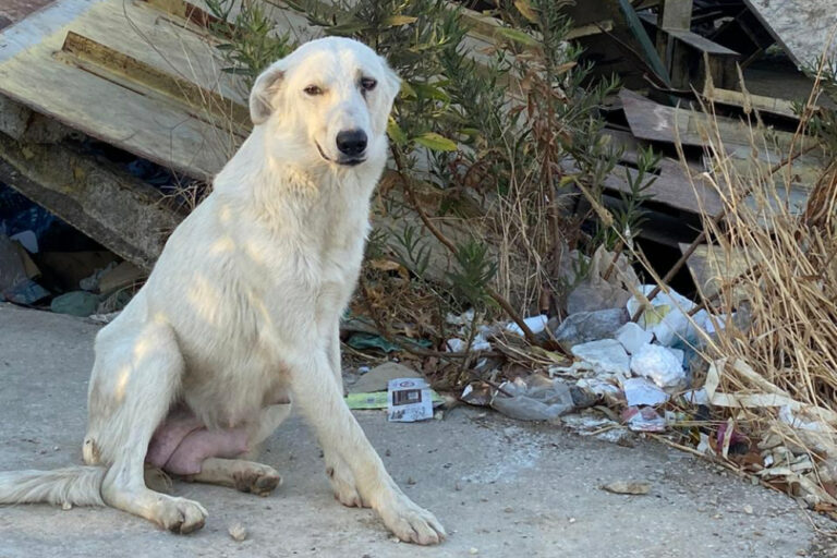 Dog in Beirut after explosion