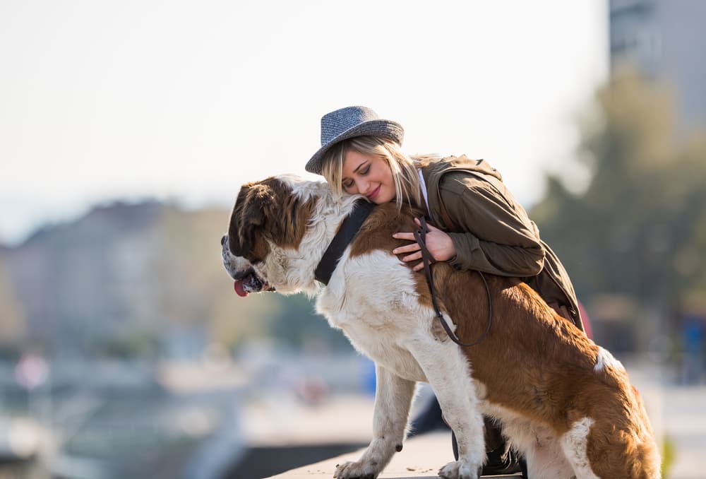 10 Largest Dog Breeds 10 Largest Dog Breeds