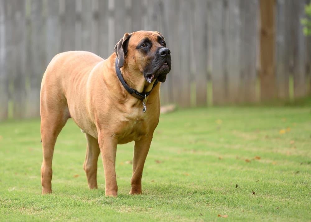 10 Largest Dog Breeds Great Pet Care
