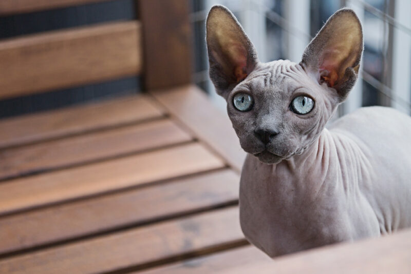 Hairless Cat Adoption Important Tips For Bringing Home a Baldy Great Pet Care