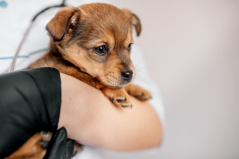 puppy at vet