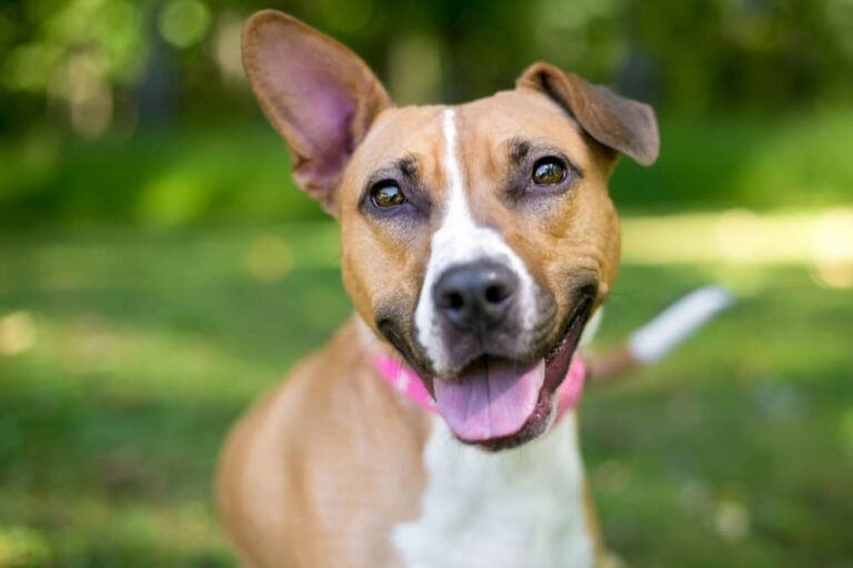 Nutritional Yeast for Dogs: Benefits and Uses | Great Pet Care