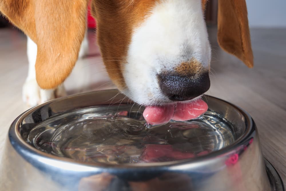 Dog drinking water out of bowl