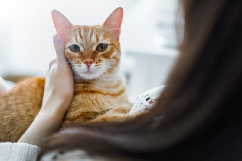 Cat Whiskers The Facts You Need to Know Great Pet Care