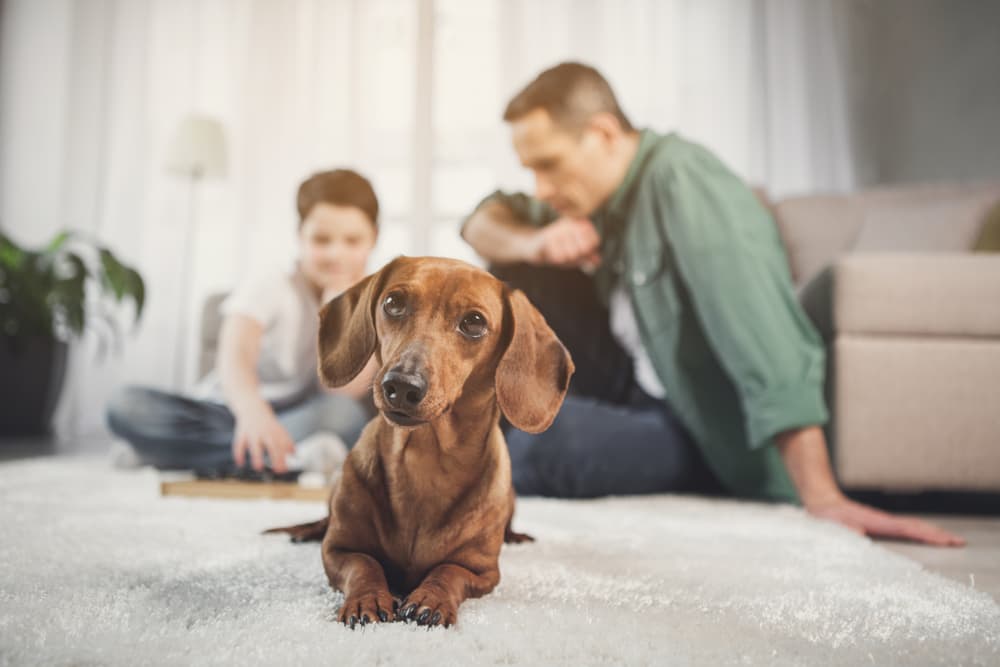 What Do Dogs Think About? What Do Dogs Think About?