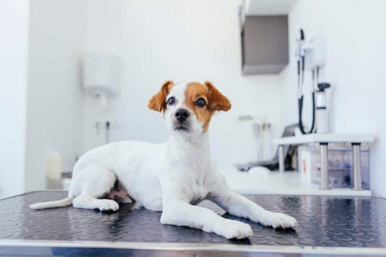 Intestinal Blockage in Dogs Great Pet Care