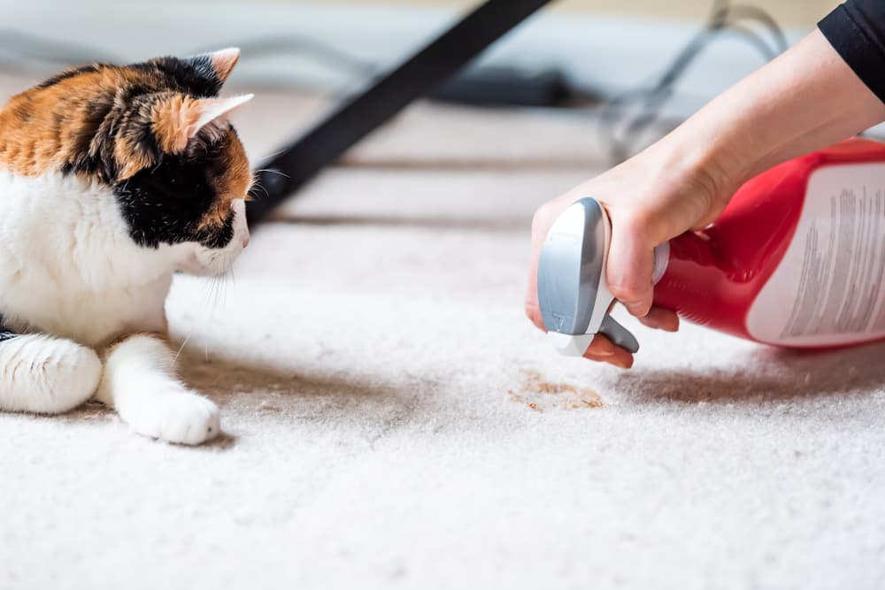 woman cleaning cat urine from carpet