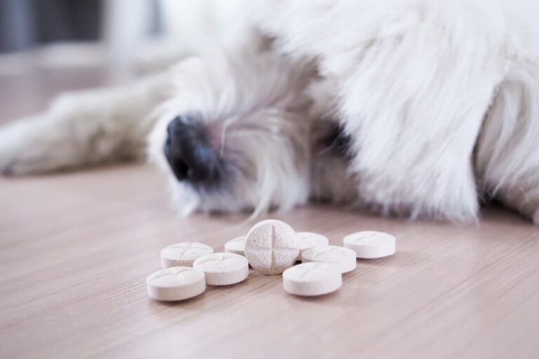 Quercetin for Dogs Uses and Benefits Great Pet Care