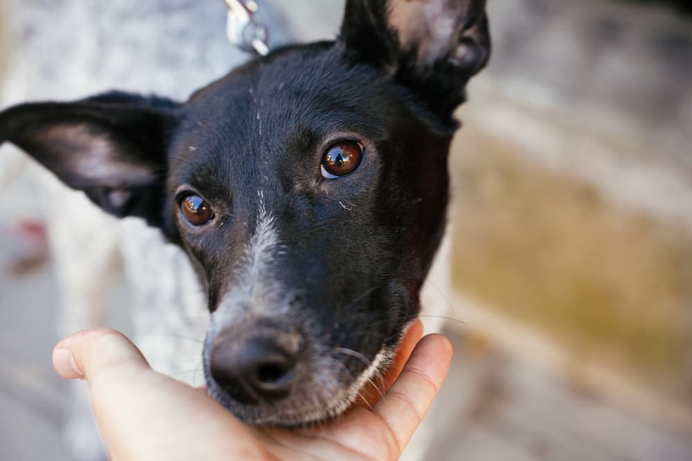 Scorpion Stings on Dogs Scorpion Stings on Dogs