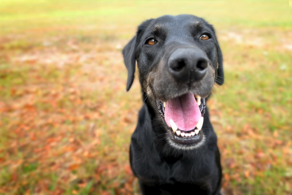 Dog looking up to camera smiling with teeth showing
