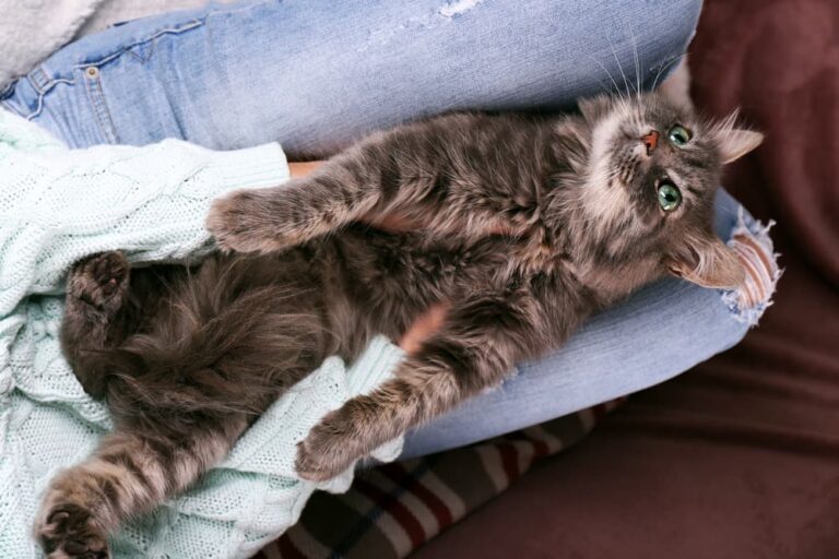 cat-trilling-why-they-do-it-and-what-it-means-great-pet-care