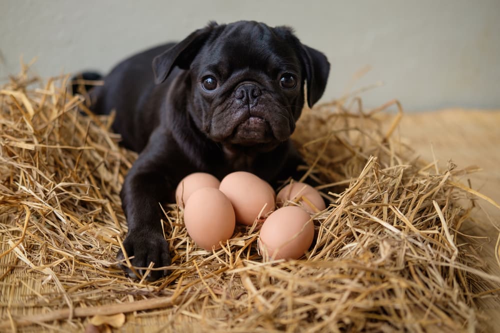 are eggs bad for dogs to eat