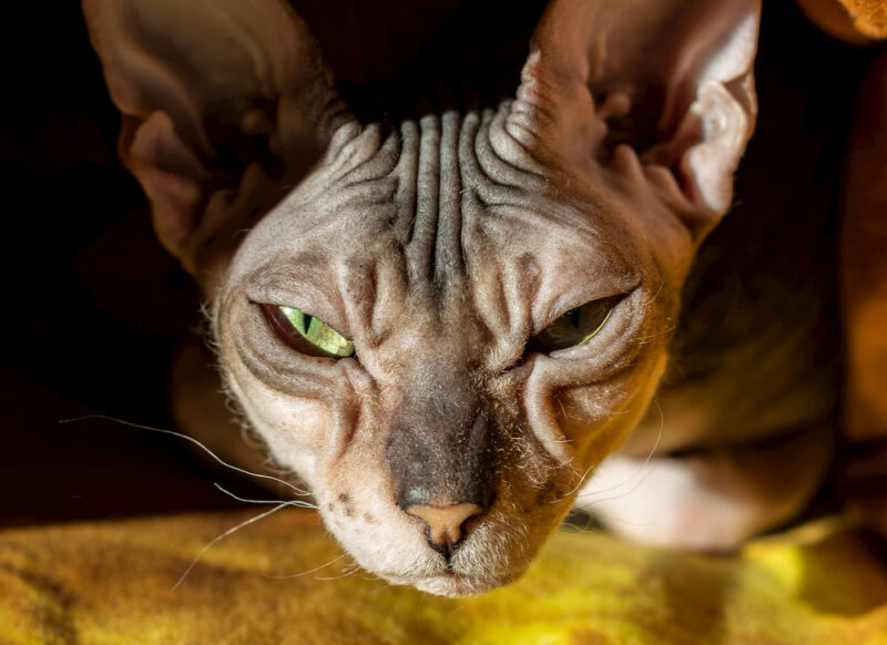 Hairless Cat Adoption Important Tips For Bringing Home a Baldy Great