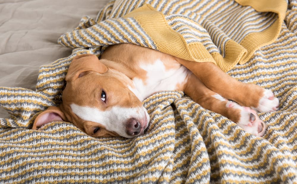 Sick dog under blanket