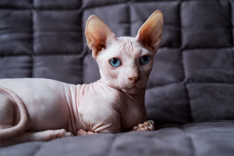 Hairless Cat Adoption Important Tips For Bringing Home a Baldy Great Pet Care