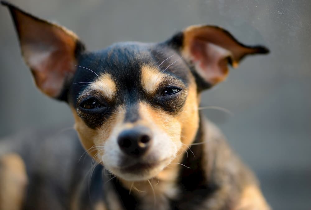 Are Dogs Color Blind? It’s Not So Black and White. Are Dogs Color Blind? It’s Not So Black and White.