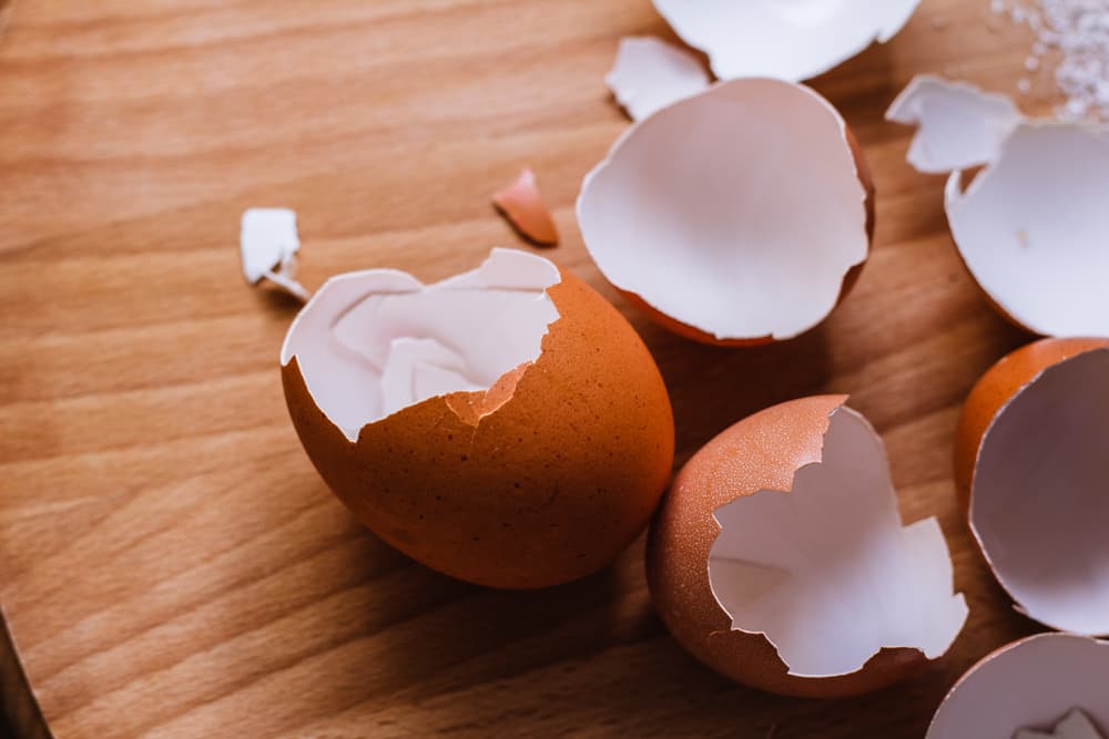 Can Dogs Eat Eggs? Info on Raw, Cooked, and Egg Shells Great Pet Care