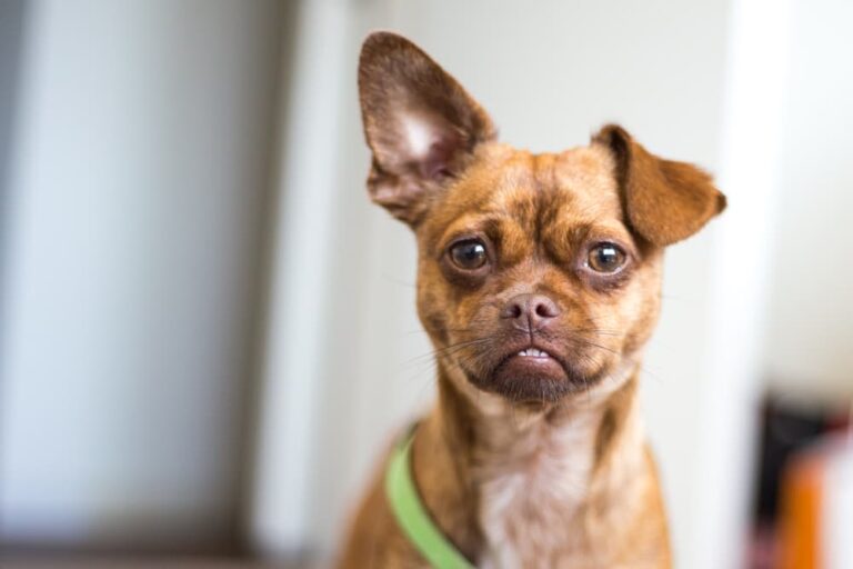 Dog with one ear up and one ear down