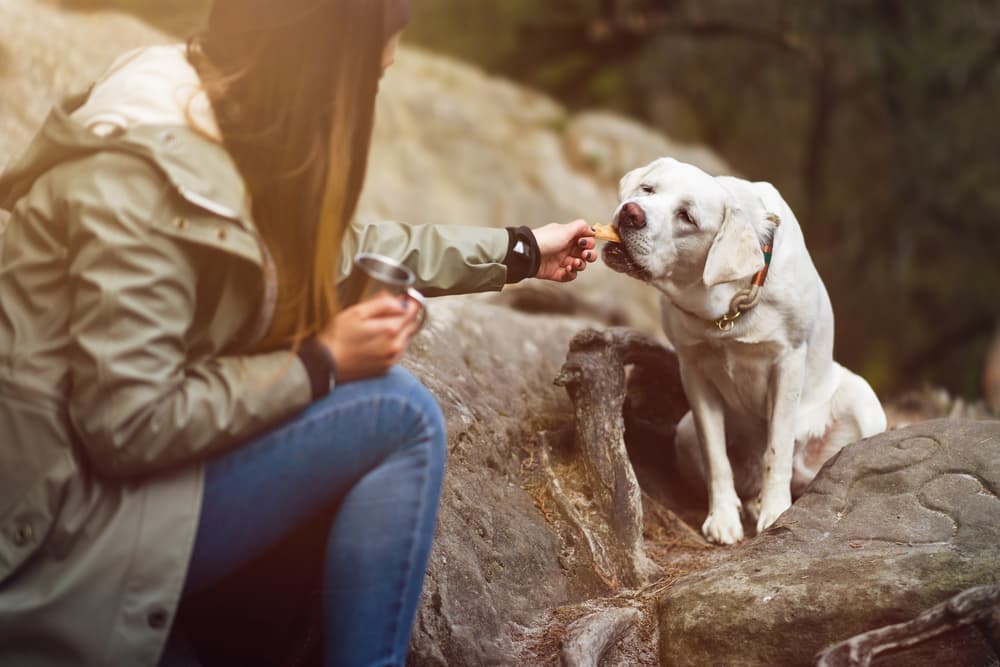 Dog Digestion Everything You Need to Know Great Pet Care