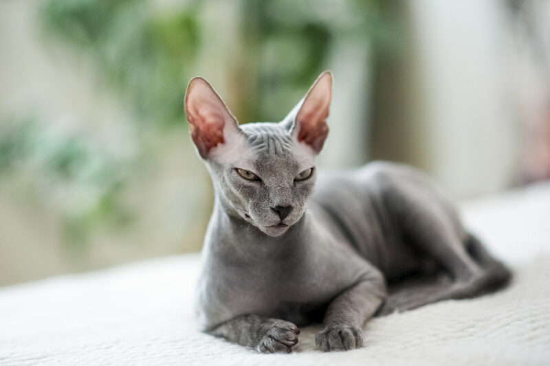 Hairless Cat Adoption Important Tips For Bringing Home a Baldy Great