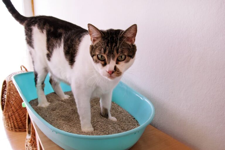 Cat in litter box
