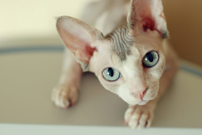 Hairless Cat Adoption Important Tips For Bringing Home a Baldy Great