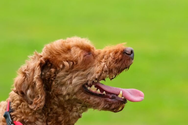 Poodle panting