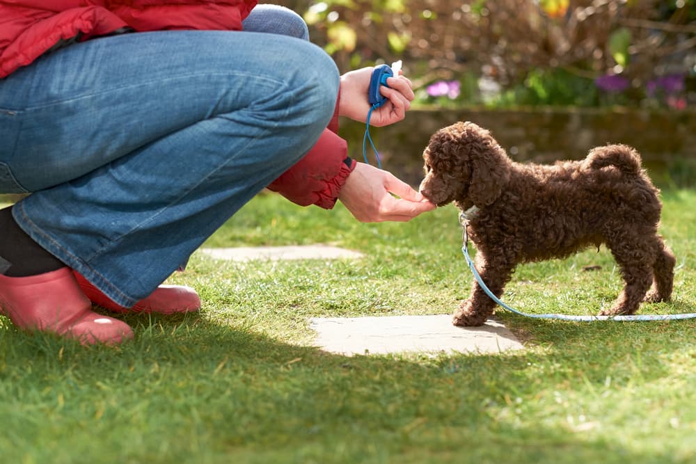 How to Train a Puppy to Come How to Train a Puppy to Come