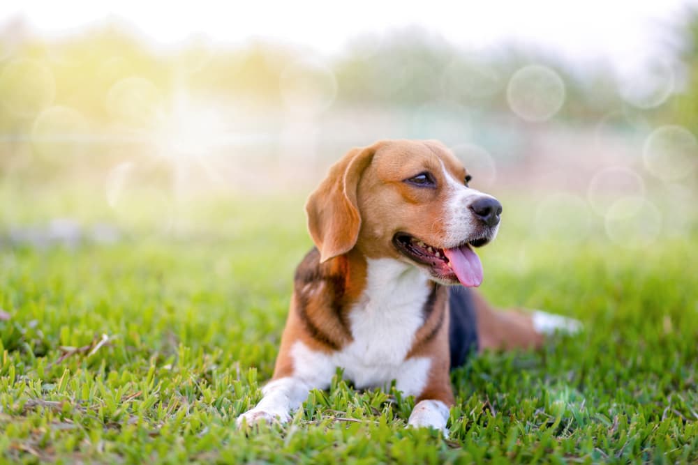10 Great Sources of Fiber for Dogs 10 Great Sources of Fiber for Dogs