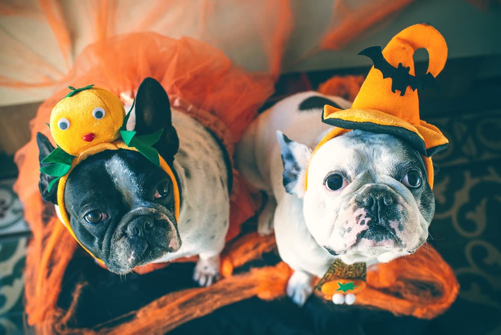 9 Scary and Surprising Halloween Dangers for Pets 9 Scary and Surprising Halloween Dangers for Pets
