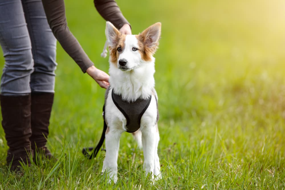 Best Dog Harness: Finding the Right Fit For Your Pet Best Dog Harness: Finding the Right Fit For Your Pet