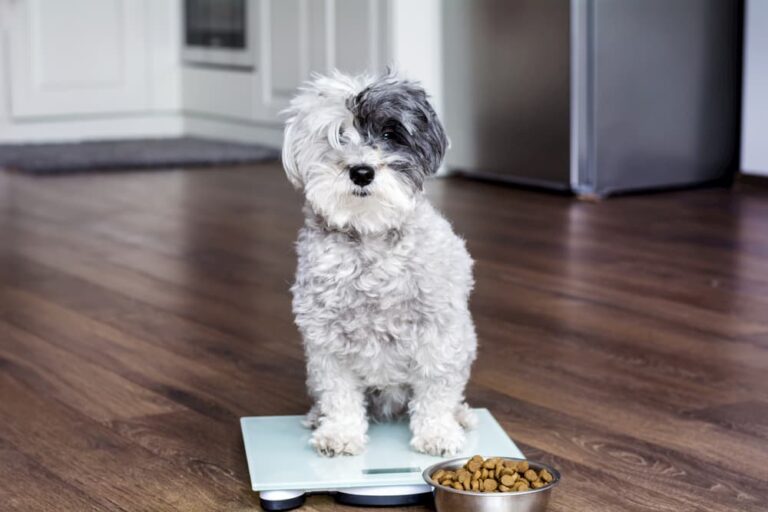 dog on scale
