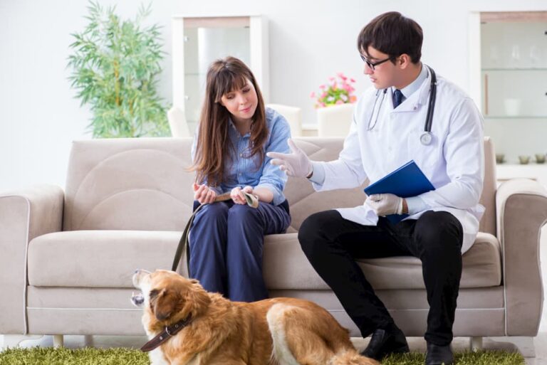 vet visiting Golden Retriever at home