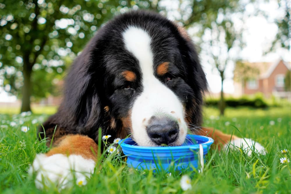 Dehydration in Dogs Dehydration in Dogs