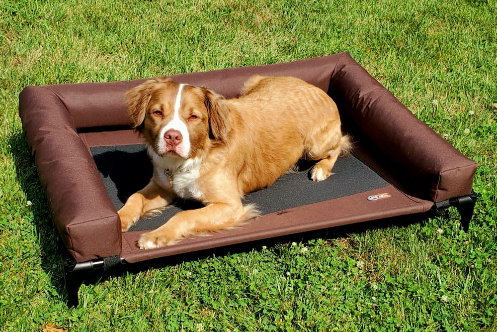 off the ground dog beds