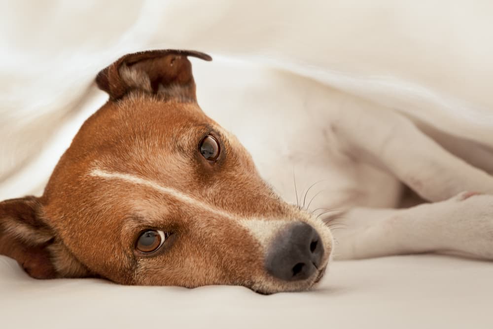 Intervertebral Disc Disease (IVDD) in Dogs Intervertebral Disc Disease (IVDD) in Dogs