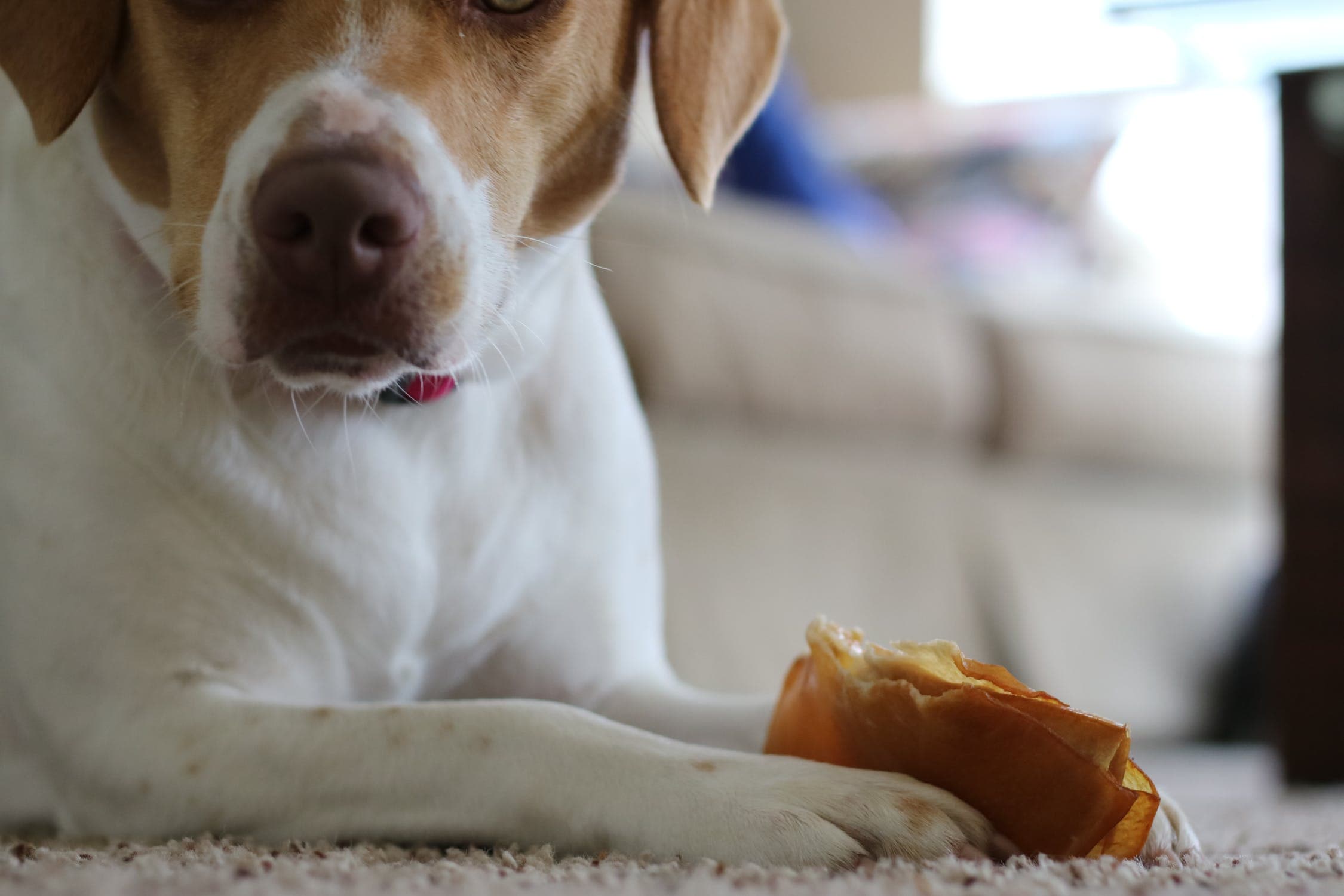 The Best Dog Treats of 2020 The Best Dog Treats of 2020