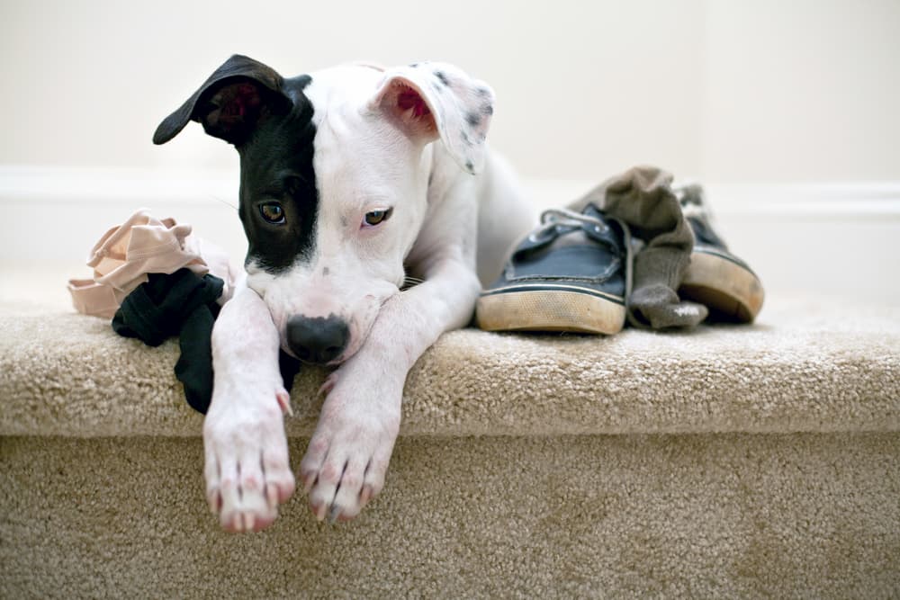 How to Stop a Puppy from Chewing Everything How to Stop a Puppy from Chewing Everything