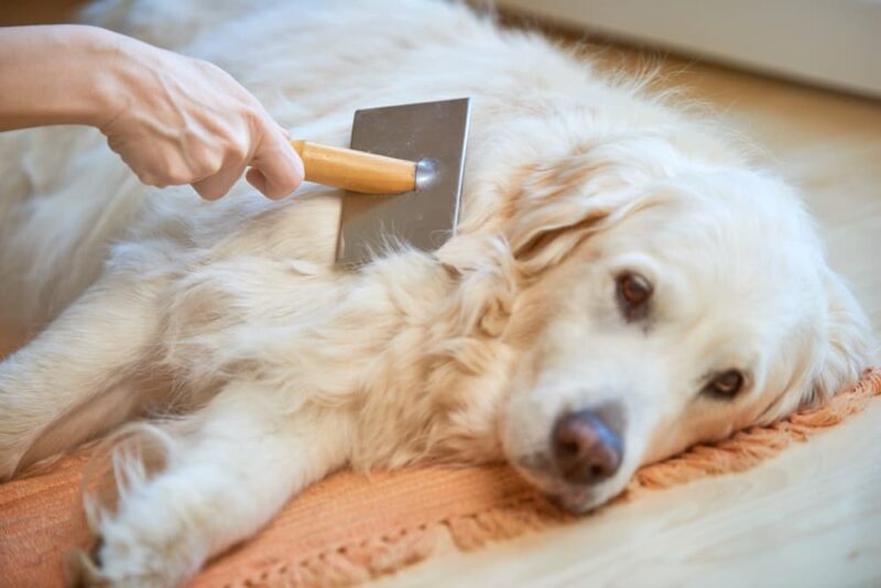 Dog Shedding Why It Happens and When To Worry Great Pet Care
