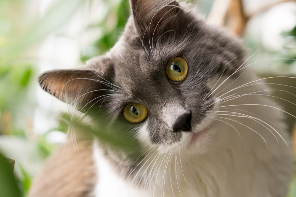 Your Cat’s Brain: 11 Crazy Facts You Didn’t Know Your Cat’s Brain: 11 Crazy Facts You Didn’t Know