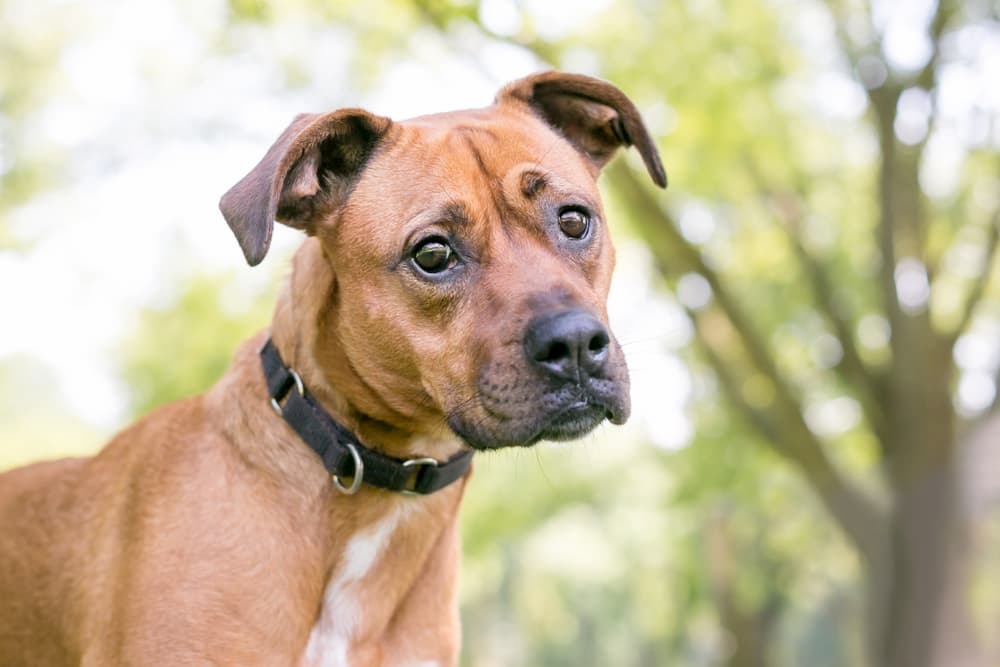 12 Noises That Freak Dogs Out Great Pet Care