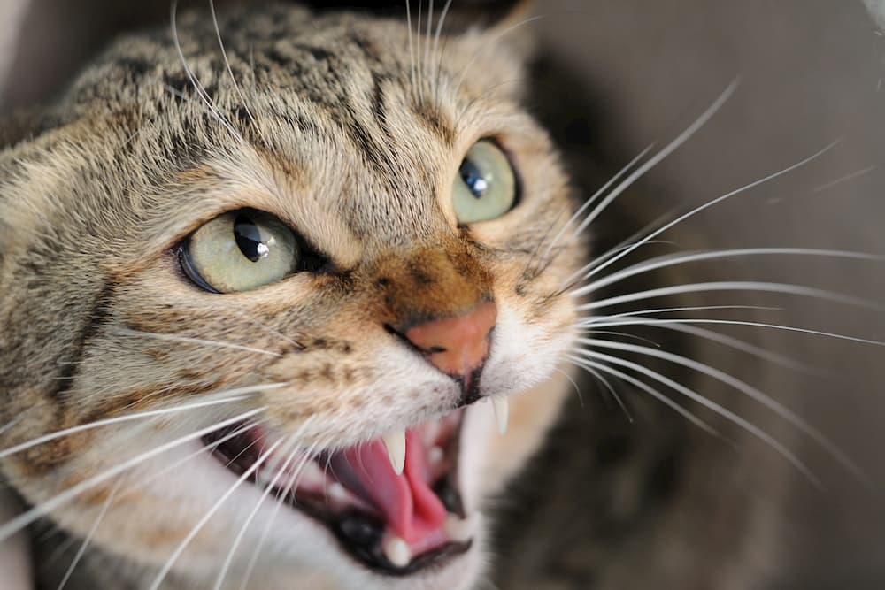 Cat Hissing: Everything You Need to Know Cat Hissing: Everything You Need to Know