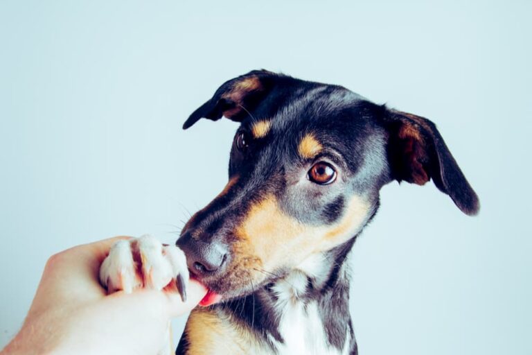 7 Ways to Tell Your Dog’s Nails Are Too Long Great Pet Care