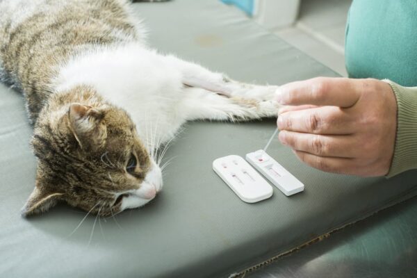 All About Feline Leukemia Virus Felv Great Pet Care All About Feline Leukemia Virus Felv Great Pet Care