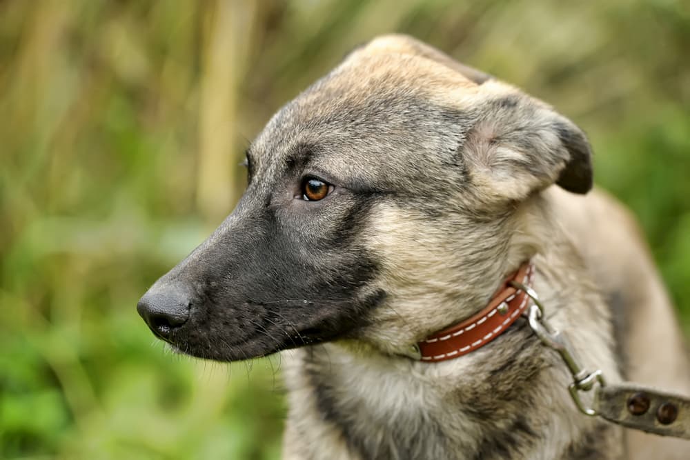 All About Dog Hackles Great Pet Care