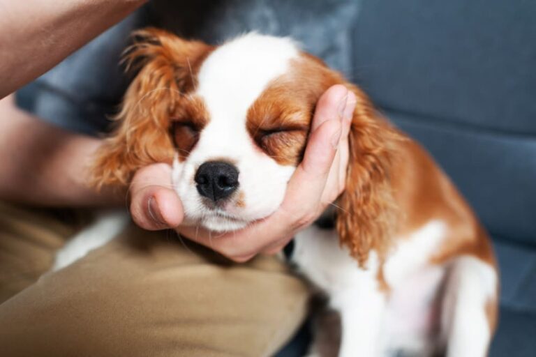 Man comforting Spaniel dog
