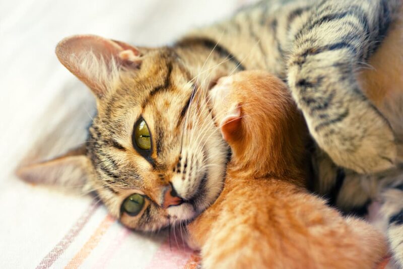 All About Feline Leukemia Virus Felv Great Pet Care All About Feline Leukemia Virus Felv Great Pet Care