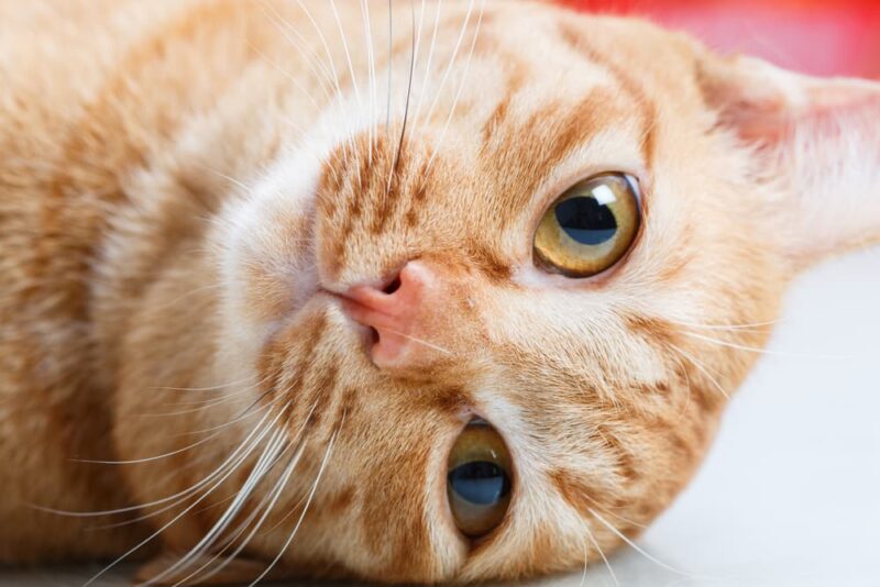 Cat Dry Nose Causes and How to Help Great Pet Care