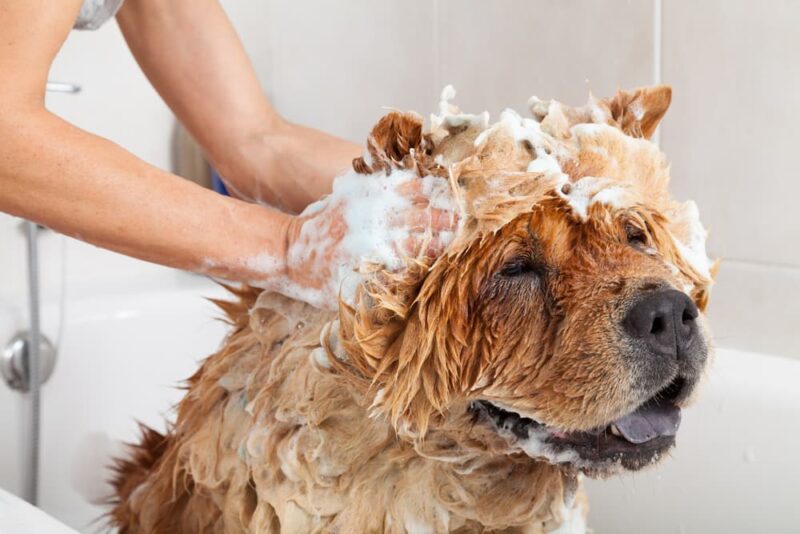 Dog Shedding Why It Happens and When To Worry Great Pet Care